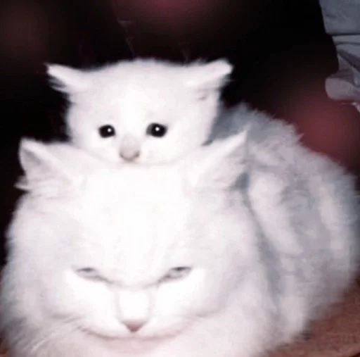 животное млекопитающее кошки малого и среднего размера