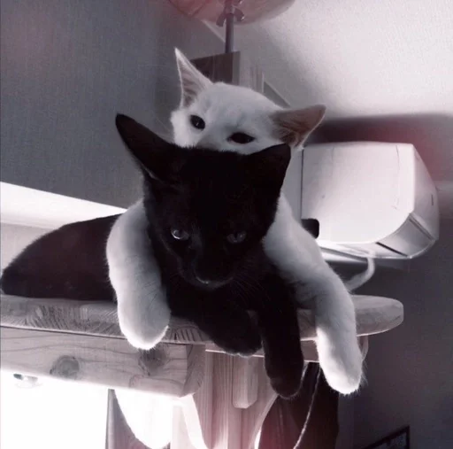 комнатный кошки малого и среднего размера животное