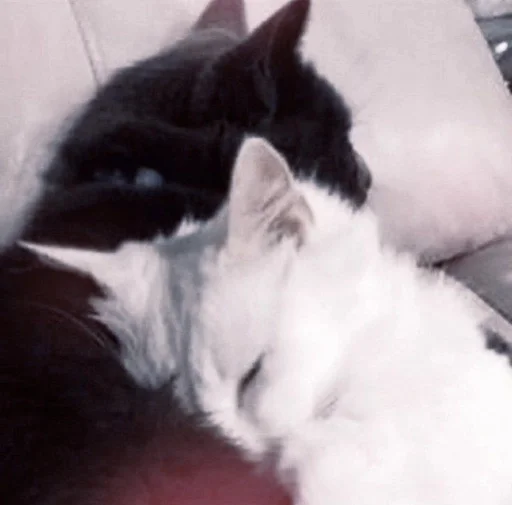 млекопитающее кошки малого и среднего размера комнатный