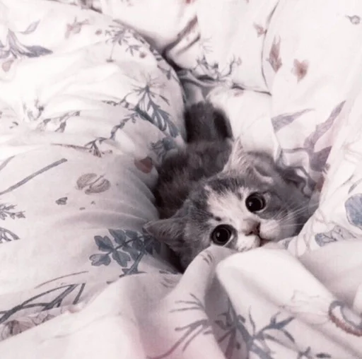 комнатный прокладка котёнок