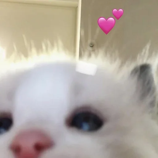 мяу х2 @zayka_zxcc - 