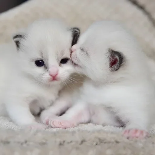 Sticker kittyy_kittyy - 1