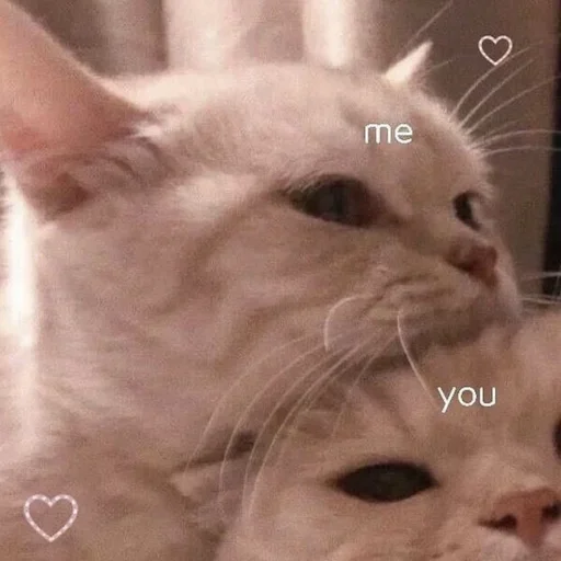 Sticker kittyy_kittyy - 1