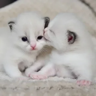 Sticker мяу х2 @zayka_zxcc - 9