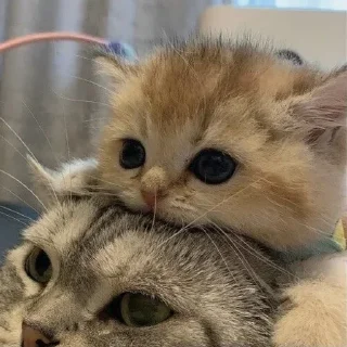 Sticker мяу х2 @zayka_zxcc - 5