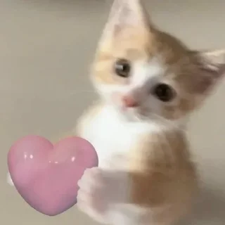 Sticker мяу х2 @zayka_zxcc - 3