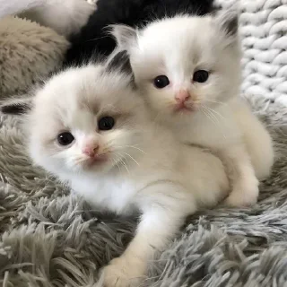 Sticker мяу х2 @zayka_zxcc - 6