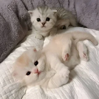 Sticker мяу х2 @zayka_zxcc - 11