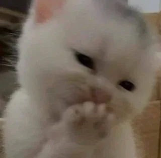 Sticker мяу х2 @zayka_zxcc - 8