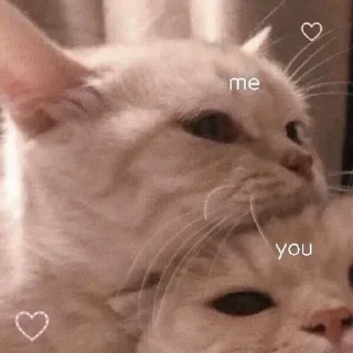 Sticker мяу х2 @zayka_zxcc - 1