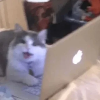 Sticker cats ❤️ - 6