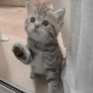 Sticker cats ❤️ - 11