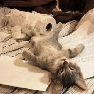 Sticker cats ❤️ - 10