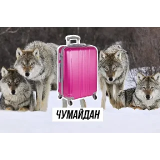 Стикер Кіт Василь - 7