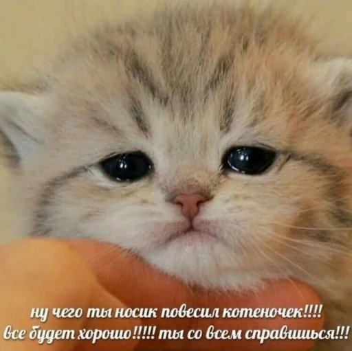 Стикер @kitygifs - 11