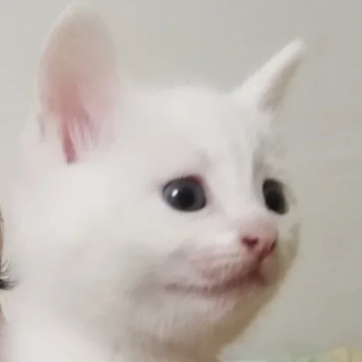 Стикер @kitygifs - 10