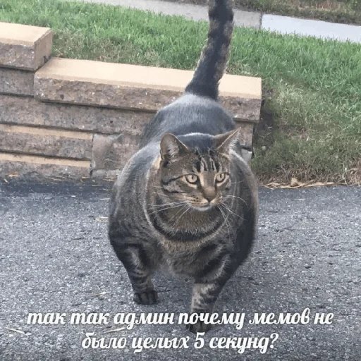 Стикер @kitygifs - 9