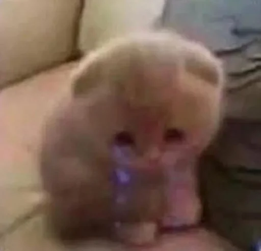 Стикер @kitygifs - 8