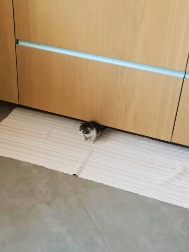 Стикер @kitygifs - 7