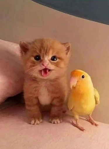 Стикер @kitygifs - 6