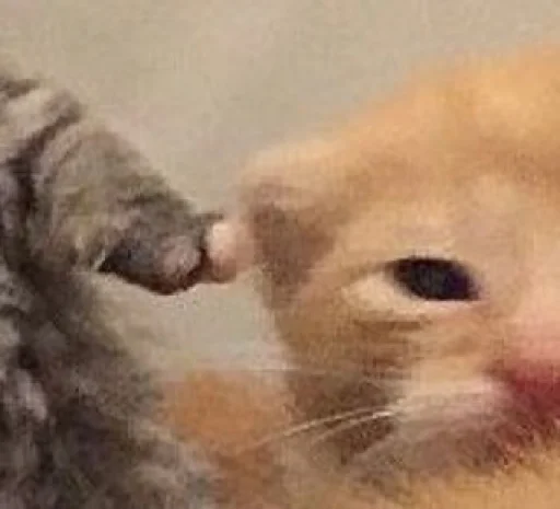 Стикер @kitygifs - 5