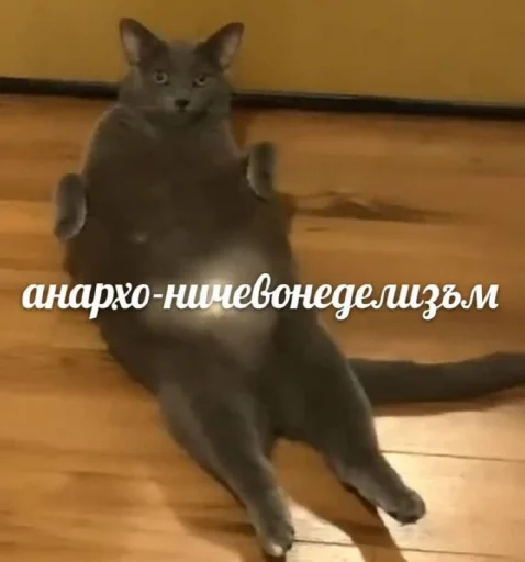 Стикер @kitygifs - 3