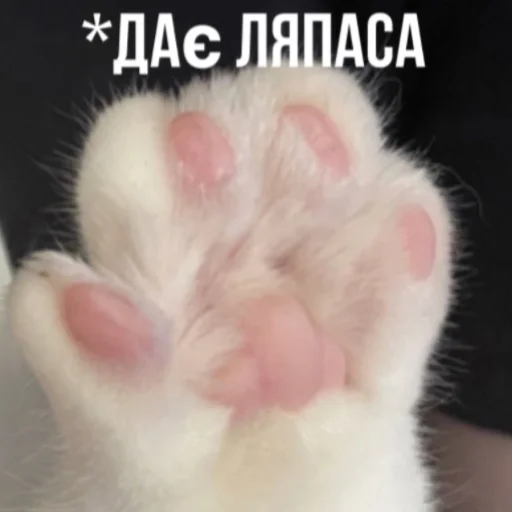 Стикер Bitch - 5