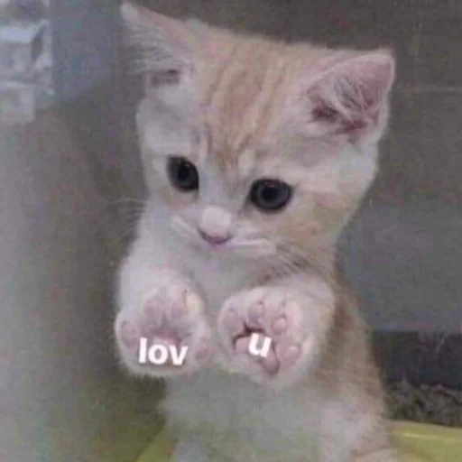 Стикер Bitch - 0