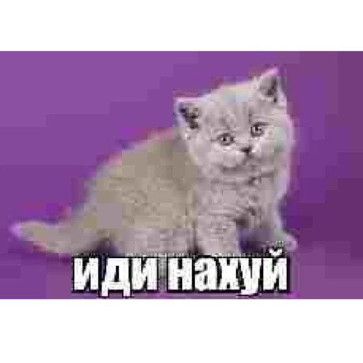 залупа кизнули - 