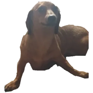 Стикер собака - 7