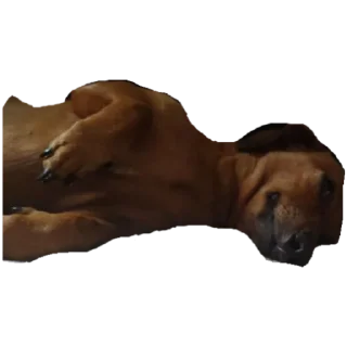 Стикер собака - 5