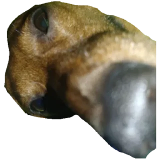 Стикер собака - 2