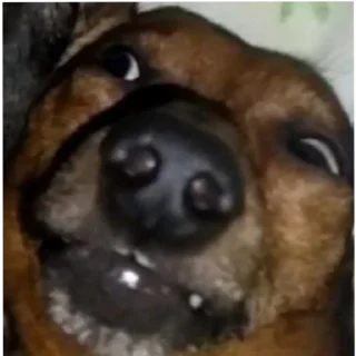 Стикер собака - 3