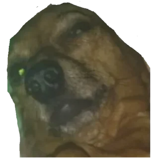 Стикер собака - 8