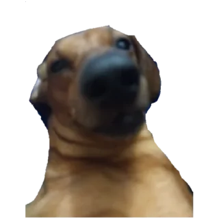 Стикер собака - 0