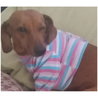 Стикер собака - 10