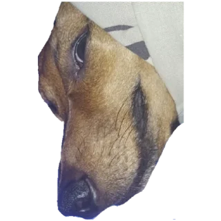 Стикер собака - 6