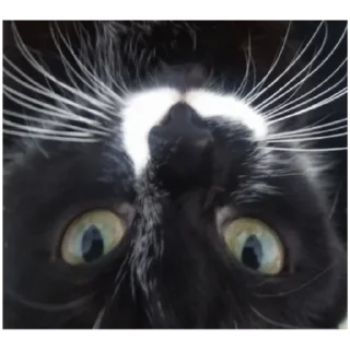 Стикер собака - 4