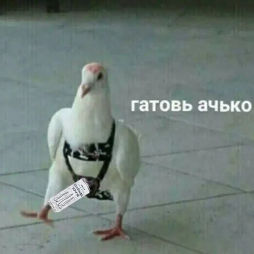 голубь животное птица