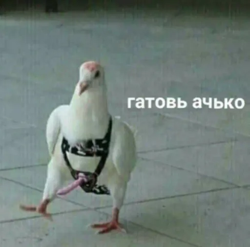 животное голубь птица