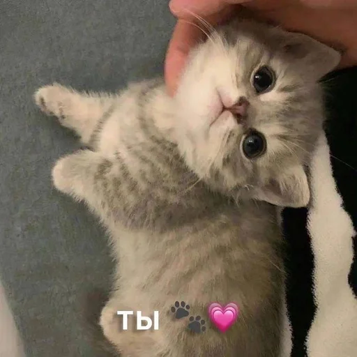 Стикер kkittenss3_by_fStikBot - 1