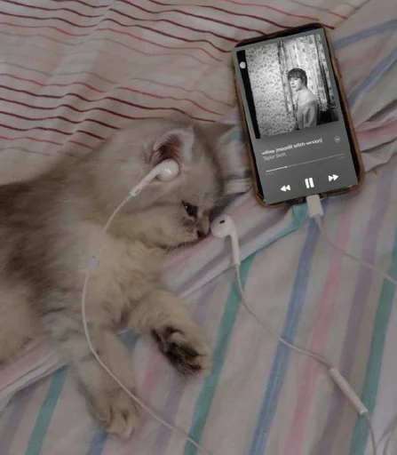 Стикер kkittenss3_by_fStikBot - 1