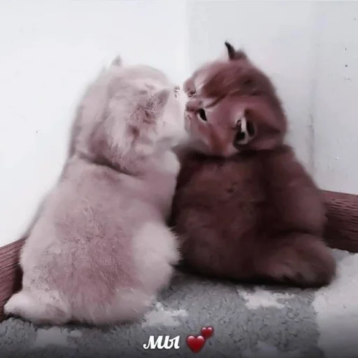 Sticker котики<3 :: @fStikBot - 10