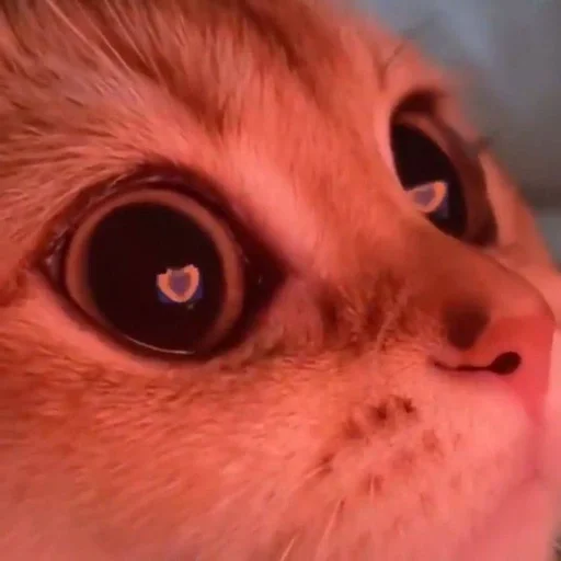 Sticker котики<3 :: @fStikBot - 5