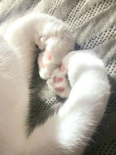 Sticker котики<3 :: @fStikBot - 4