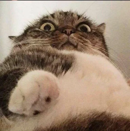 животное млекопитающее кошка