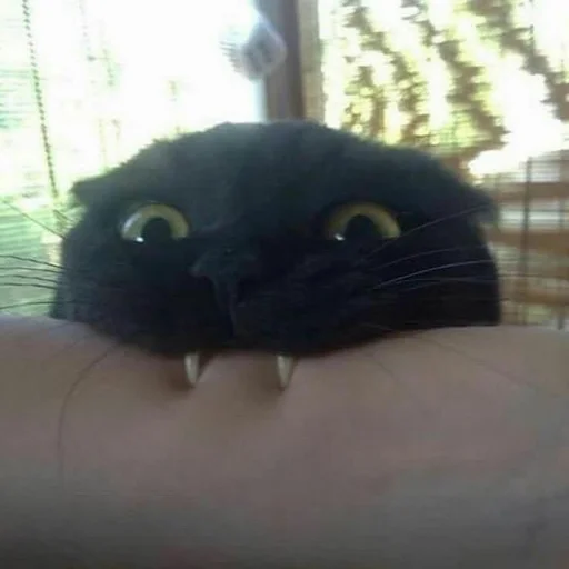 млекопитающее животное кошки малого и среднего размера