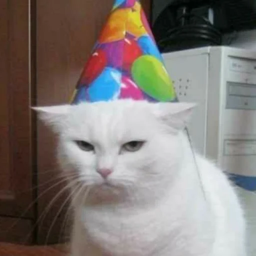 кошка животное шляпа для вечеринки