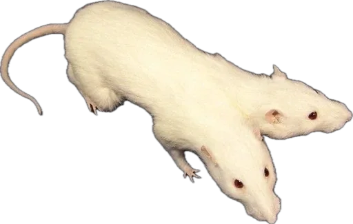 Sticker klaviergospodi - 1