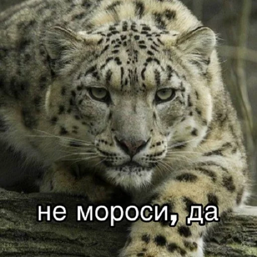 Стикер отkolovratченный - 8